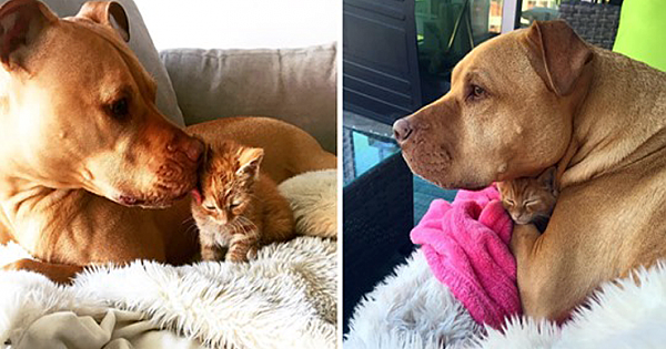 When A Rescued Pit Bull Meets A Tiny Kitten, They Can't Stop Cuddling Each Other