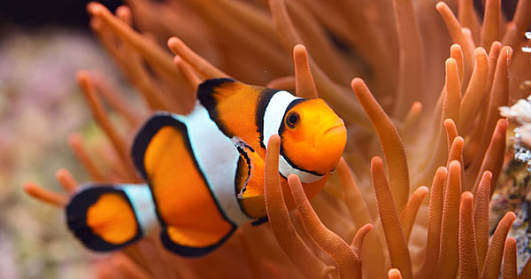 15 Interesting Facts About Adorable Clownfish (With Pictures)