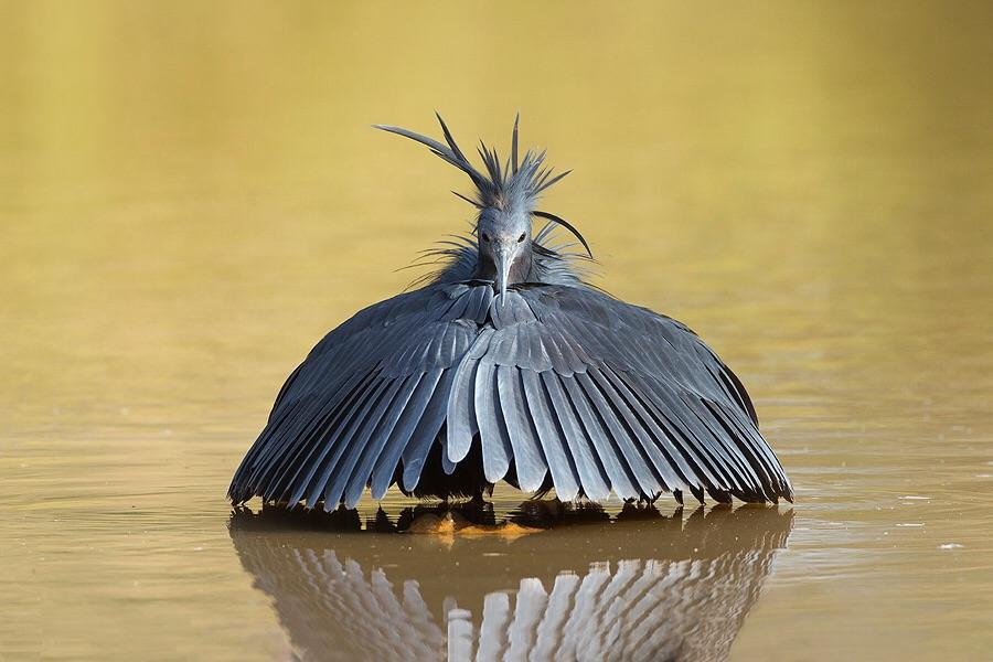 Watch A Black Heron Fool Fish by Turning Into an Umbrella