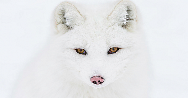 7 Of The Most Breathtakingly Beautiful Fox Species In The World
