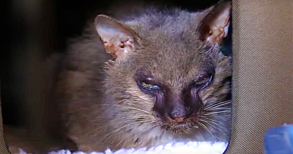 Abandoned Werewolf Cat Rescued from Life of Pain