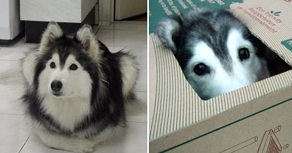 Adorable Husky Is Raised By Cats, So She Acts Like A Cat