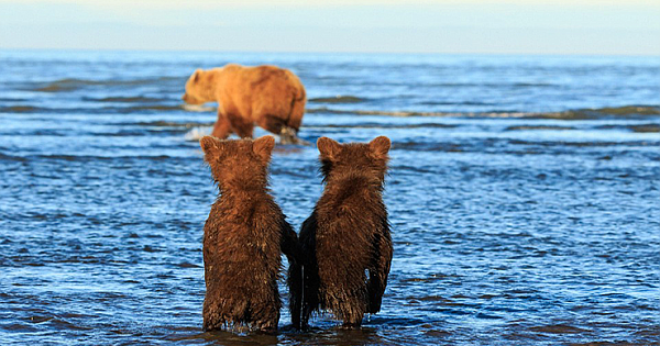 Adorable Moment Bear Cubs Hold Hands As Their Mom Goes Hunting For Dinner