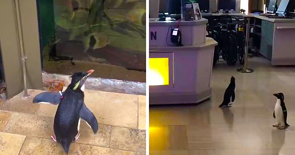 After Closing Down, This Aquarium Lets Its Penguins Go On A 'Field Trip'