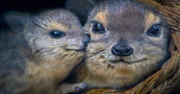All About the Hyrax, the Elephant's Cousin That Looks Like a Rodent