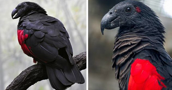 Apparently, Dracula Parrots Are A Thing And They Might Be The Most Gothic Birds On Earth