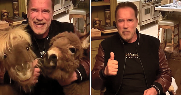 Arnold Schwarzenegger Is Self-Isolating At Home With His Mini Horse, Whiskey And Pet Donkey During Quarantine
