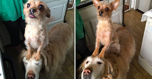Cute Little Dog Uses Her Big Brother To Do Everything And Wins Everyone's Heart