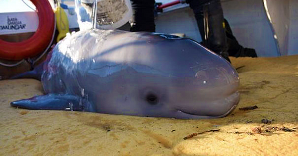 Devoted Kids Save Newborn Baby Whale That Washed Up On Shore