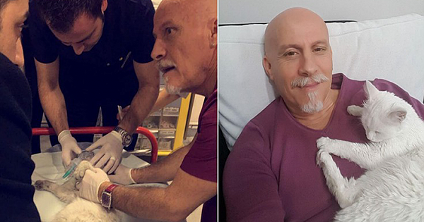 ER Doctor Performs CPR On Stray Cat To Save Her Life, Now They're Inseparable