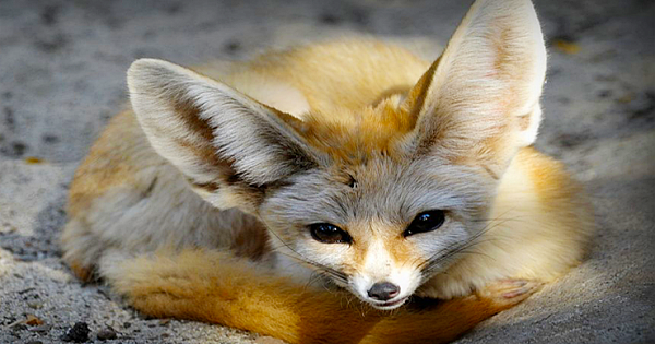 Fun Facts You Didn't Know About Fennec Foxes