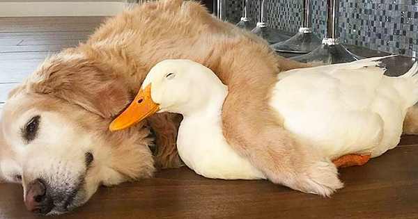 Golden Retriever And Duck Are Inseparable Best Friends