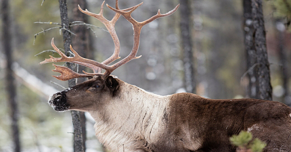 Gray Ghosts, the Last Caribou in the Lower 48 States, Are 'Functionally Extinct'