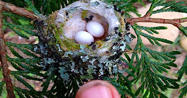 Hummingbird Nests are as Small as a Thimble, Be Careful Not to Prune Them, U.S Fish and Wildlife Service Urges