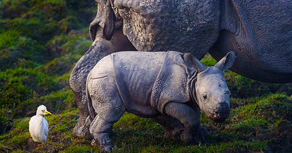 Kaziranga: The Park That Shoots Poachers To Protect Rhinos