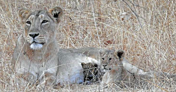Lioness Mom Adopts Sick Leopard Cub And Takes Care Of Him As Her Own