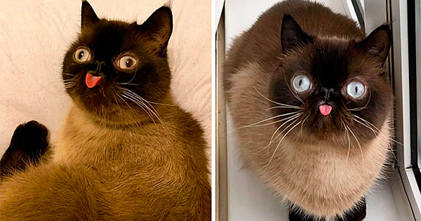 Meet Ikiru, The King Of Bleps Who Is Taking The Internet By Storm