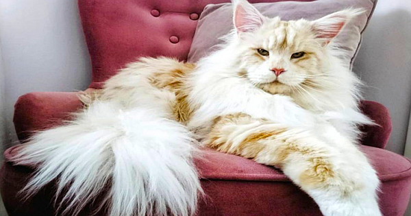 Meet Lotus: The Majestic Maine Coon Cat Who's a Gigantic Ball of Love