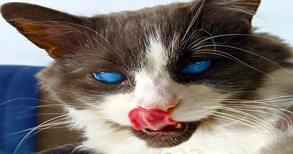 Meet Louie. His Bright Blue Eyes Only Make Him More Special