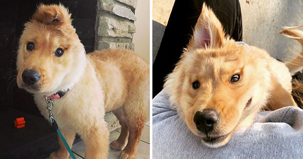 Meet Rae, The 'Unicorn' Golden Retriever Puppy With A Single Ear In The Middle Of Her Head