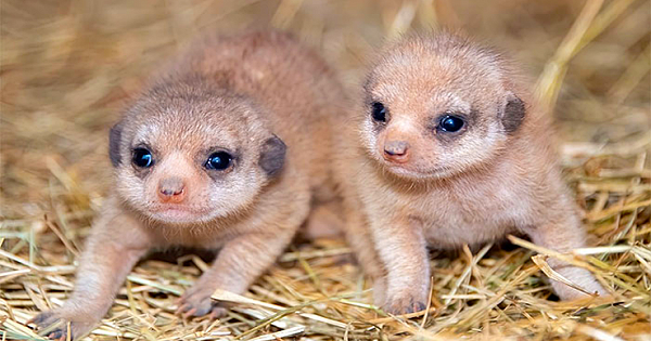 Miami Zoo Shares Meerkat Baby Photos And It's Enough To Cheer Up Your Day