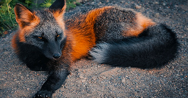 Rare Melanistic Fox Spotted In The Wild