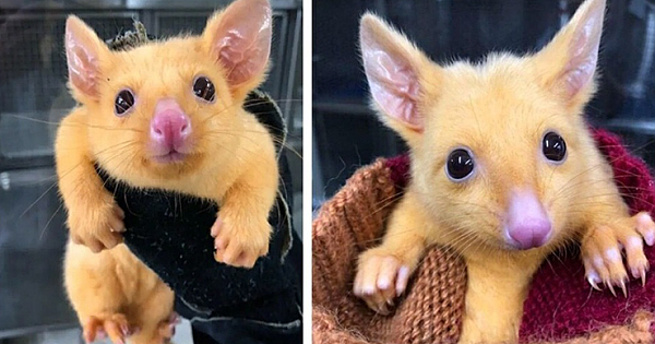 Rare mutated golden Australian possum is named Pikachu