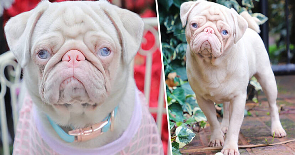 Rare Pink Pug Called Milkshake Is One Of Less Than 100 In The World