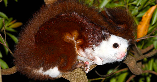 Red and White Giant Flying Squirrel Found In China