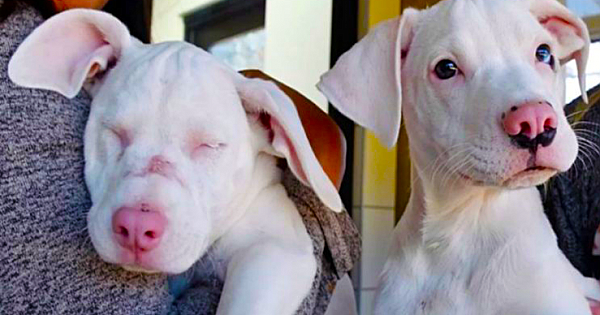 Shelter Puppy Helps Her Blind And Deaf Sister Get Through Everyday Life, And Now They Are Looking For A Home Together