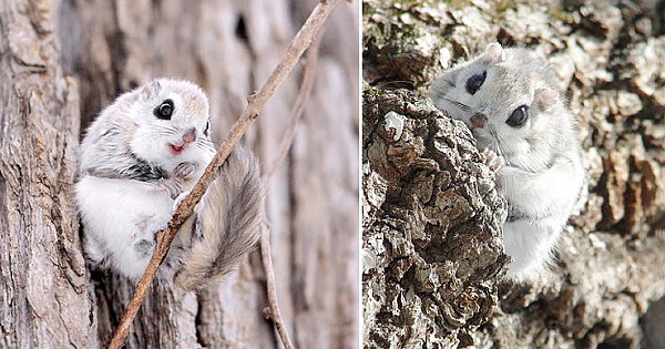 Siberian Flying Squirrels Are Probably One Of The Cutest Animals On Earth