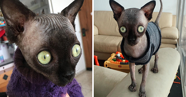 Sphynx Kitty With Rare Neurological Condition Looks Like A Bat
