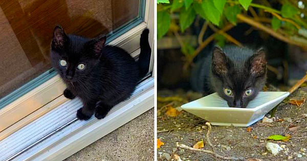 Stray Kitten Shows Up On Family's Patio Every Day, Finally Decides To 'Adopt' Them