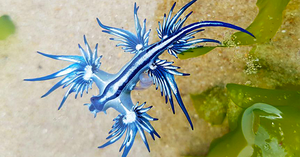 Striking Blue Dragon Nudibranch Sea Slugs Wash Ashore On NSW North Coast Beaches
