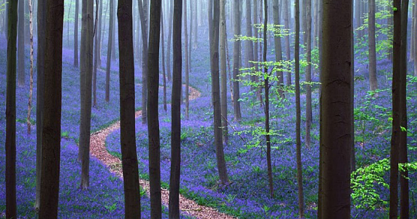 There's A Mystical Forest In Belgium All Carpeted With Bluebell Flowers