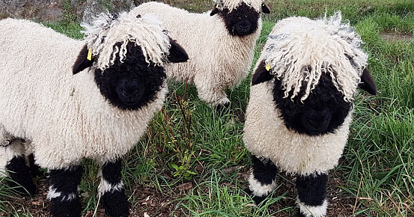 These Valais Blacknose Sheep Look Like Stuffed Animals Even Though They're Real