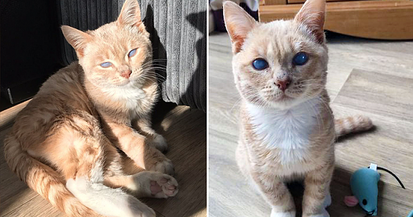 Tiny Kitty Weighs Just 1.7 Kg And Won't Grow Into A Cat Due To His Condition
