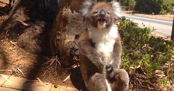 Tiny Koala Gets Kicked Out Of Tree And Throws A Painfully Adorable Tantrum