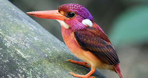 Ultra-Rare South Philippine Dwarf Kingfisher Photographed for the Very First Time