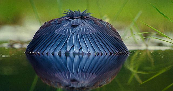 Watch A Black Heron Fool Fish by Turning Into an Umbrella
