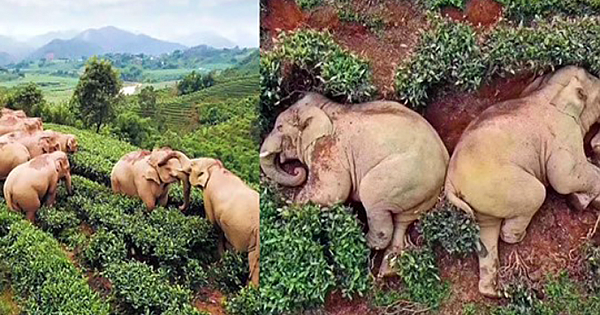 While Humans are Social Distancing, Elephants are Stealing Their Wine and Partying