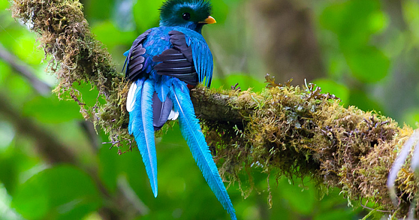 10 Most Beautiful Birds In The World