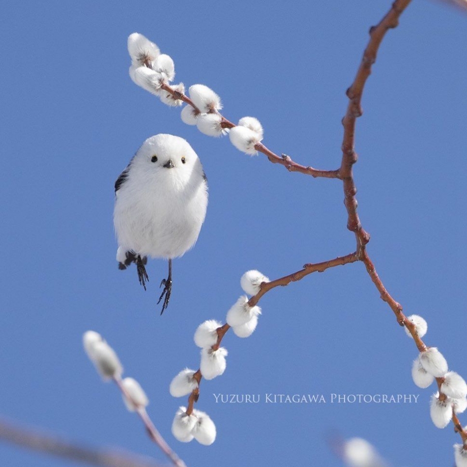 Tiny Birds That Look Like Flying Cotton Balls Live On Japanese Island