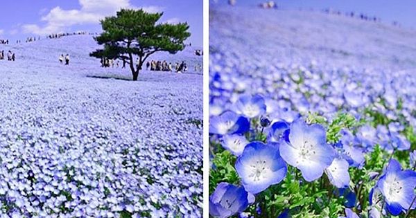 4.5 Million Baby Blue Flowers Bloom across Japanese Park like A Never-Ending Sea of Blue Lights