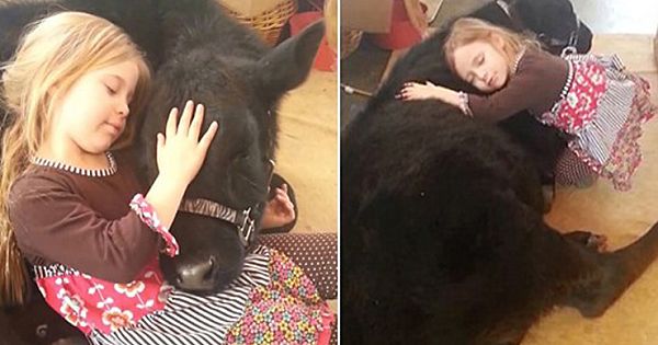 5-Year-Old Girl Sneaked Her Baby Cow Friend Into The House To Cuddle With It