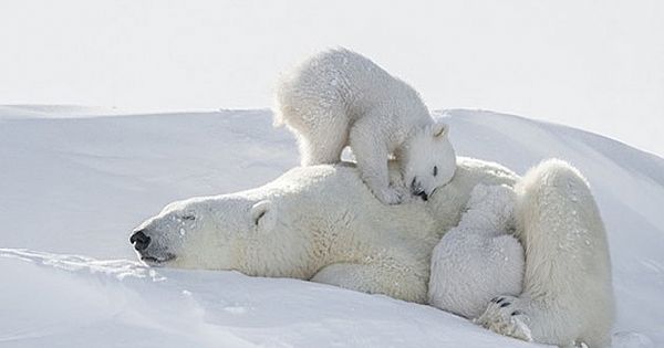 A Photographer Spent 117 Hours In The Severe Cold To Get These Incredible Shots