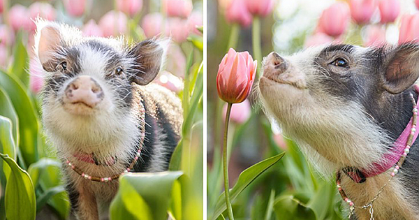 Adorable Photos Capture Fluffy the Therapy Pig Playing in Pink Tulips