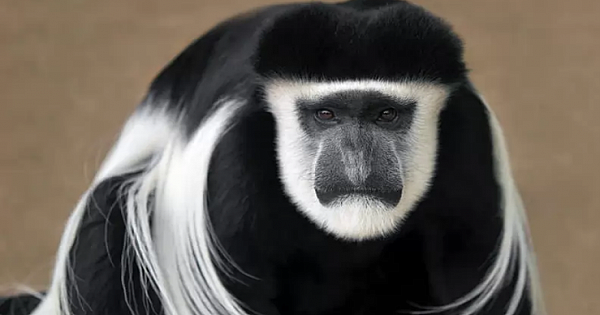 Amazing Animals Found Only In Africa