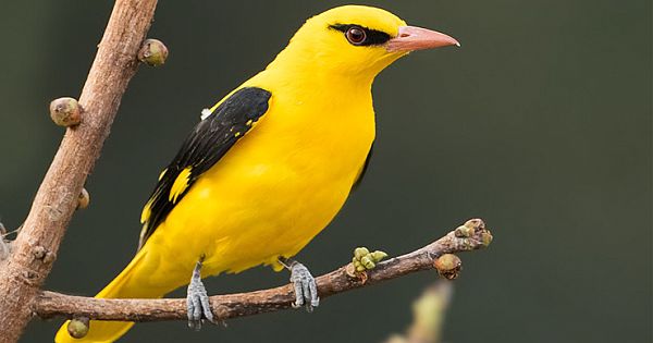 Birding From The Balcony: 11 Birds You Can Spot In Mumbai
