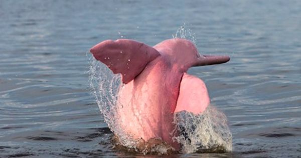 Boaters Spot Pink Dolphin in Louisiana River With Her Pink Baby Calf